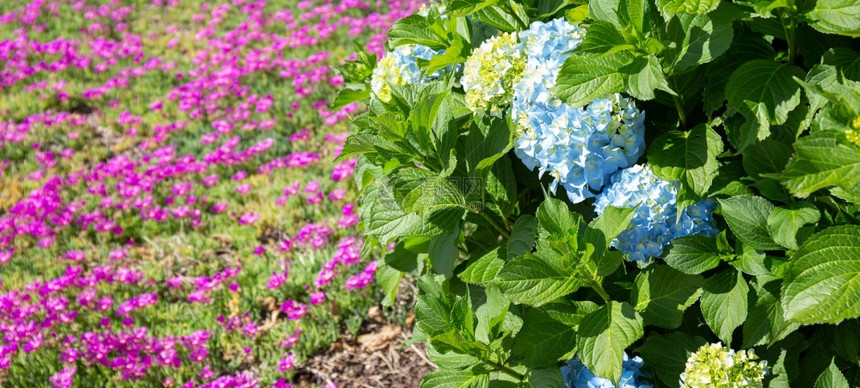 植物充满活力绣球花蓝Hydranga和粉红Lampranthus花朵背景丰富多彩的园艺背景图片