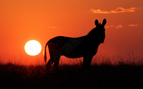 南非红日出映衬的开普山斑马草食动物哺乳非洲图片