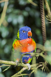 热带鹦鹉彩虹长在一根棍子上鸟红色的图片