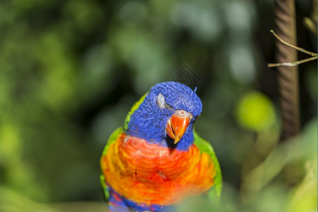 毛舌虫鹦鹉彩虹长在一根棍子上翅膀栖息野生动物背景