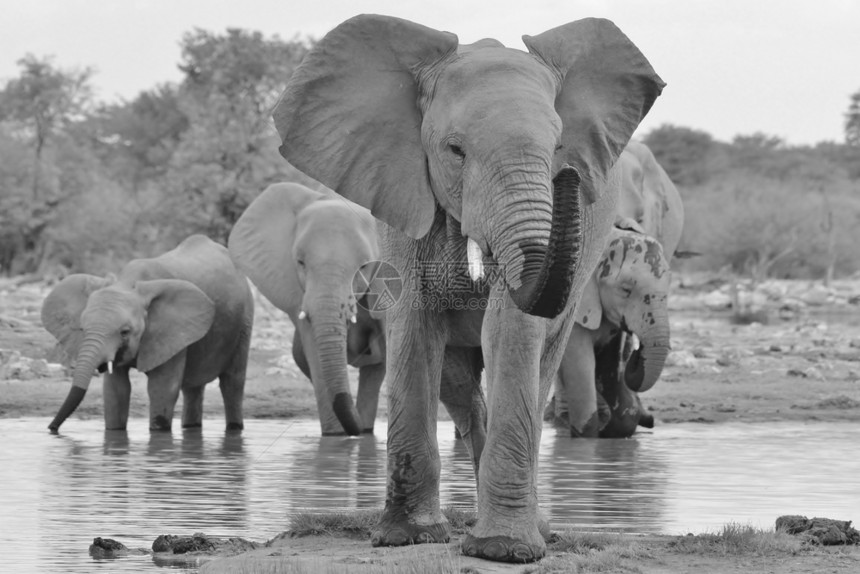 非洲大象野生动物巨人摆姿势受保护简单化图片