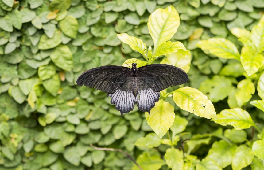 吸引人的翅膀蝴蝶挂在树叶上美丽的图片