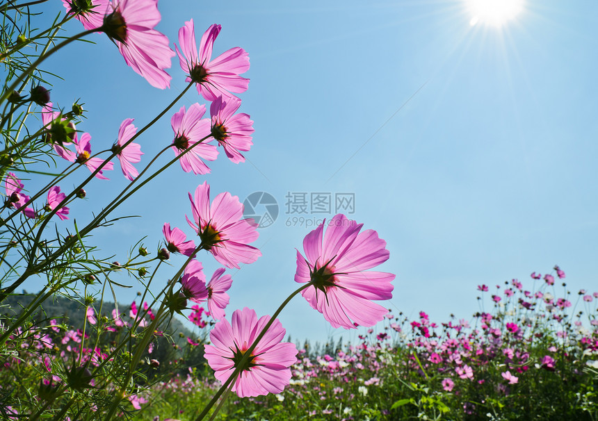 粉色的蓝天空中花朵美丽开图片