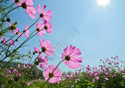 粉色的蓝天空中花朵美丽开图片