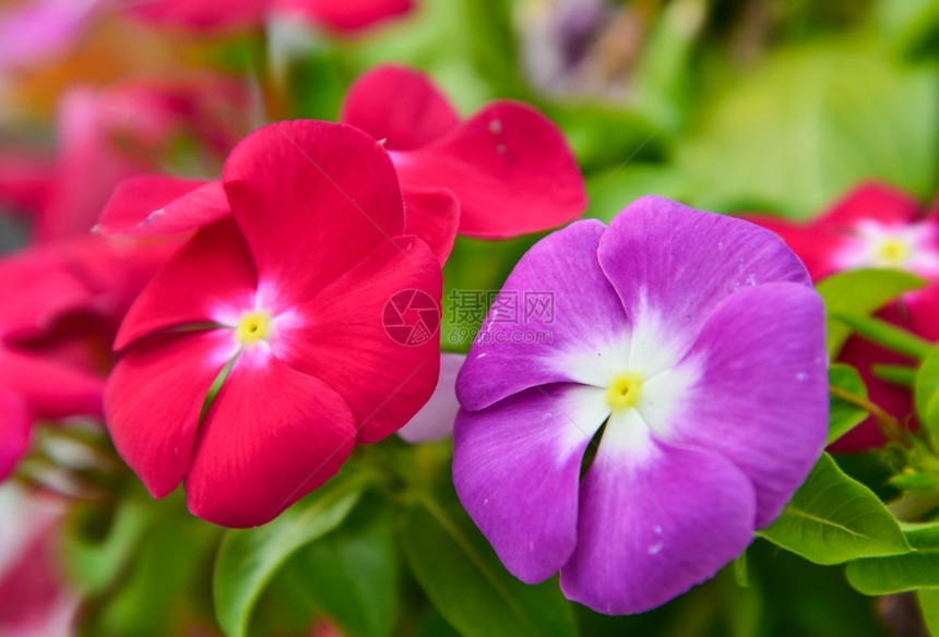 报春花复活节绿色彩多的红花朵和紫罗兰图片