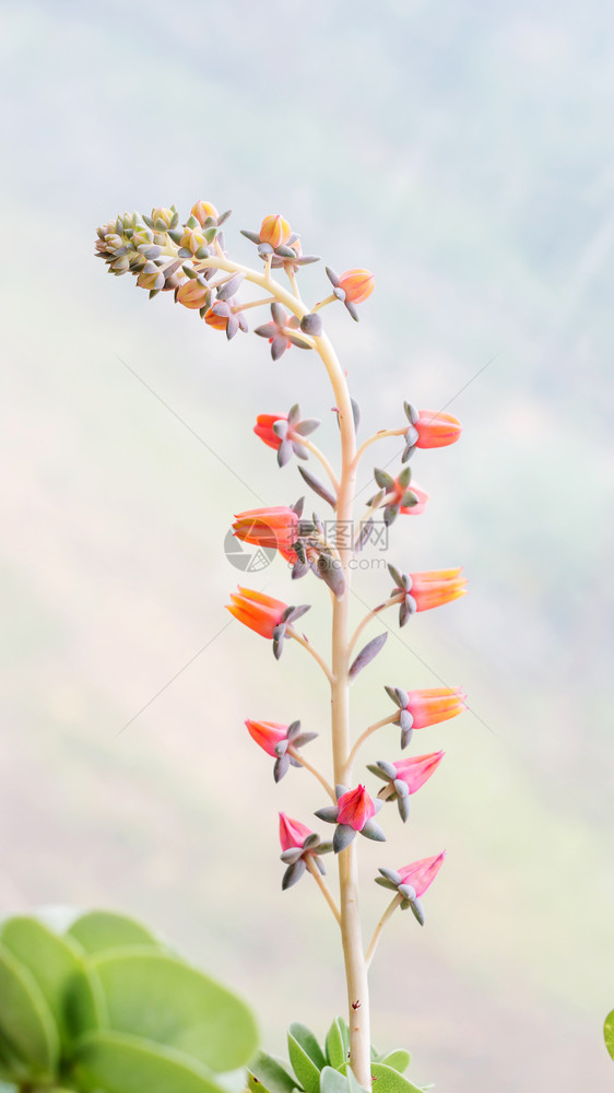 草本植物细节花园中的苏养仙人掌植物开花图片