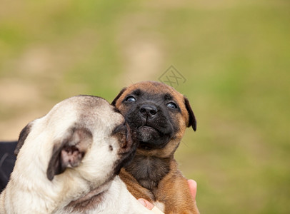 宠物诊疗仪牧羊人玛利诺犬高清图片