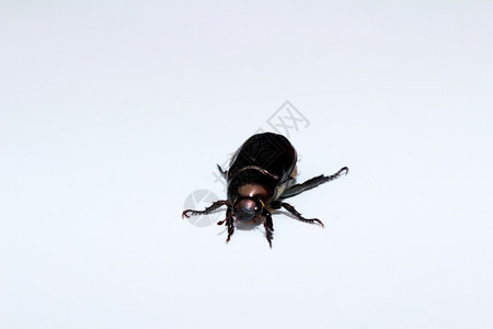 地甲虫极端金龟子科白色背景上孤立的春锥虫雄生物学背景