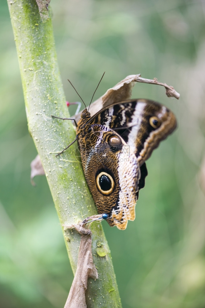 形态吸引人的morpho蝴蝶morphopeleides挂在树枝上一种图片