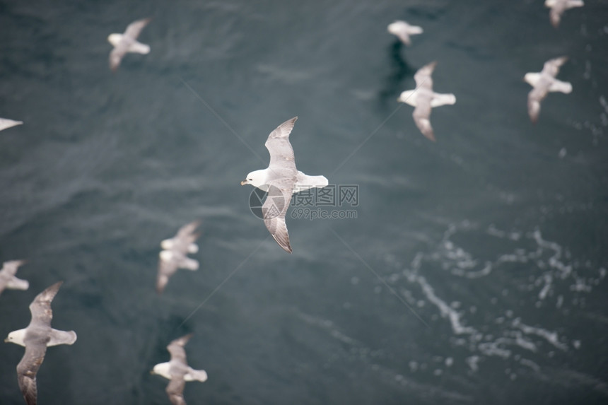 白色的一群北方富玛斯福马鲁格莱阿里的羊群飞越水面天空野生动物图片