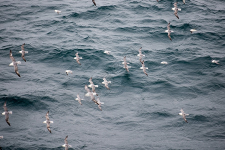 福马焦伸出的一种生物多样群北方富玛斯福马鲁格莱阿里的羊群飞越水面背景