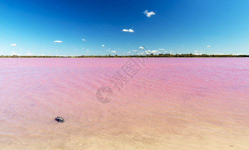 一种位于澳大利亚维多州Dimboola附近的粉红湖旅游颜色图片