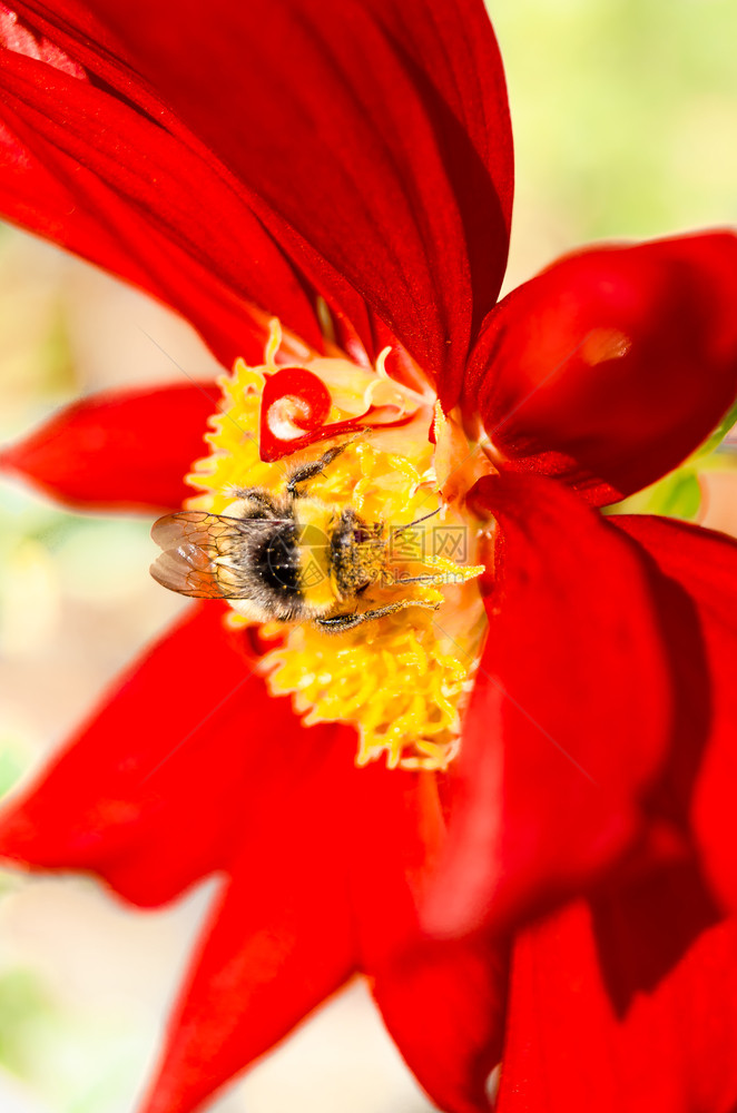 美丽Dahlia花朵的紧贴图像充满活力自然图片