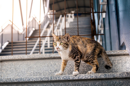 蛮横的国内的城市棕色灰猫的斯特劳哺乳动物凶猛的背景