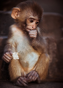 尼泊尔抓获的Rhesusmacaque婴儿肖像猿捕获有趣的图片