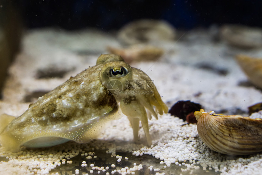 鱿鱼为水族馆提供有趣的宠物给水族馆鱼厚朴图片
