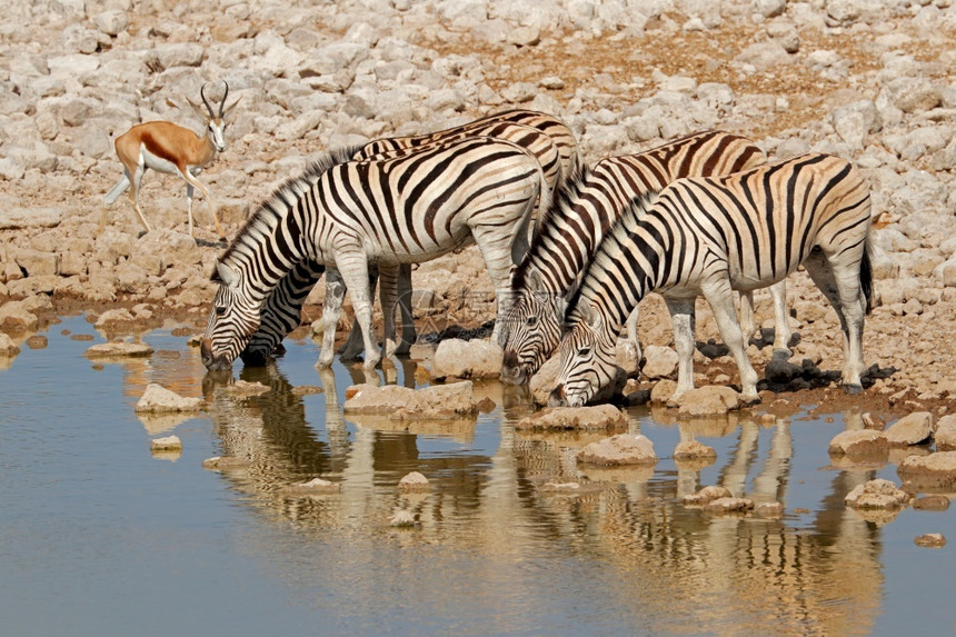 口渴布尔凯利平原斑马Equusburchelli饮用水埃托沙公园纳米比亚南部图片