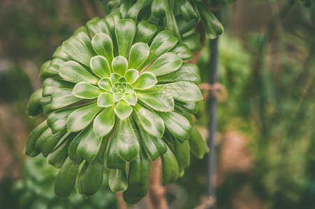 斯堪的纳维亚语植物学装饰风格热带植物补充品花卉栽培主题种植和背景图片