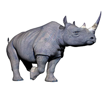 白色犀牛动物非洲人群灰犀牛在白色背景下缓慢行走犀牛步3D设计图片