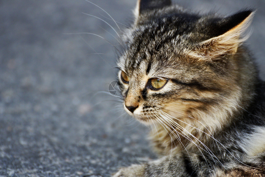 关心动物Catface大灰猫特写科动物图片