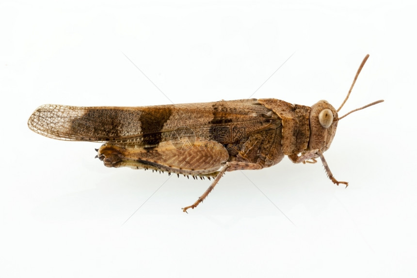 天线OedipodaGermanica白底分离的乌迪波达物种昆虫图片