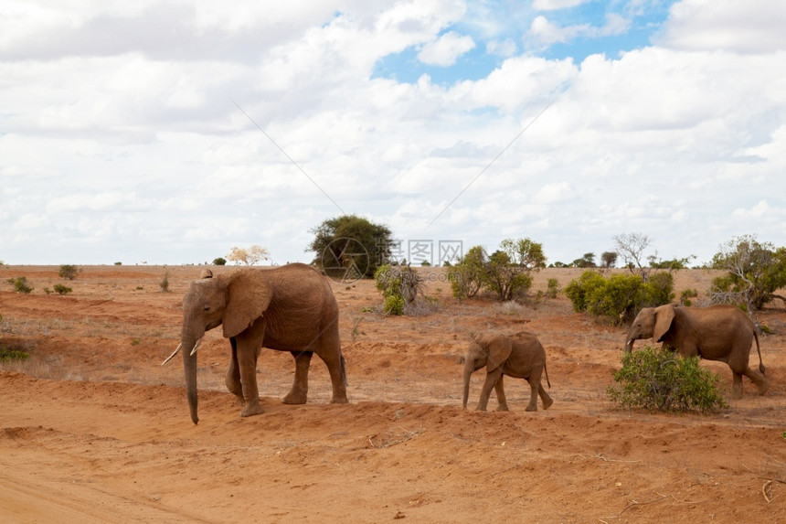 大象在肯尼亚草原上漫步旅行萨凡纳非洲夏天图片
