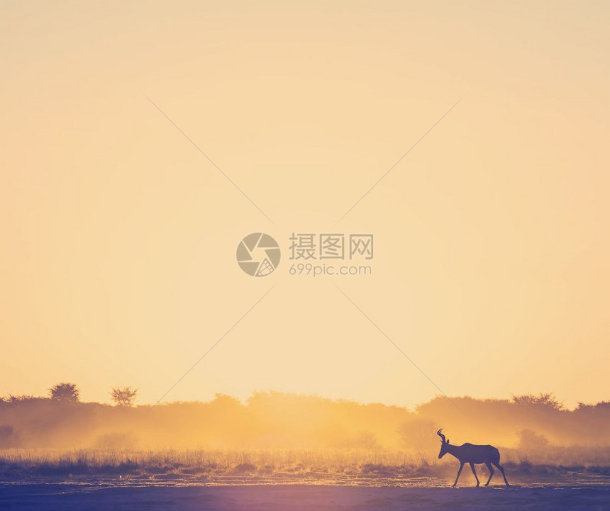 太阳羚羊非洲日落风景博茨瓦纳灰尘地上行走的木头黑斑马非洲有逆向Instagram风格过滤效应果图片