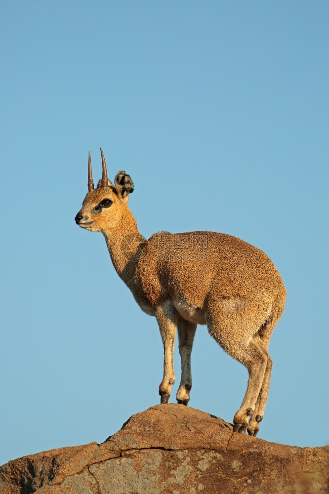 动物垂直的保护南非克鲁格公园岩石上的一只小型klipspringer羚羊OreotragusoreotragusxD图片