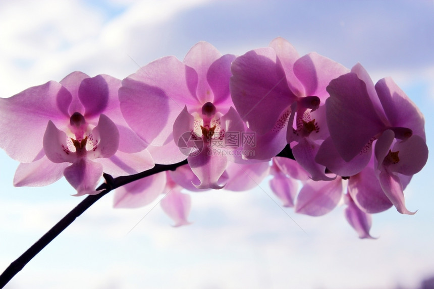 漂亮的优雅异国情调粉红兰花的美丽树枝粉红色兰花和鲜图片
