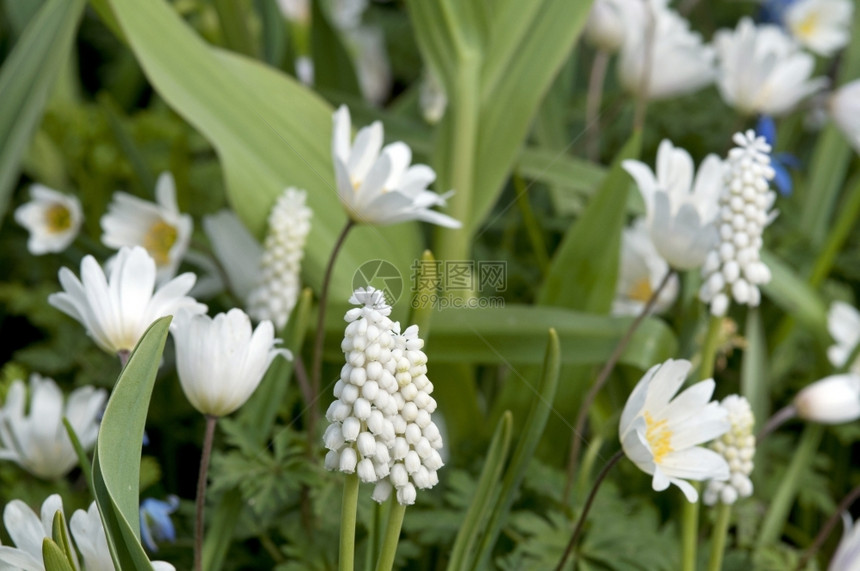 白葡萄风信子和海葵荷兰四月葡萄孢属春天图片
