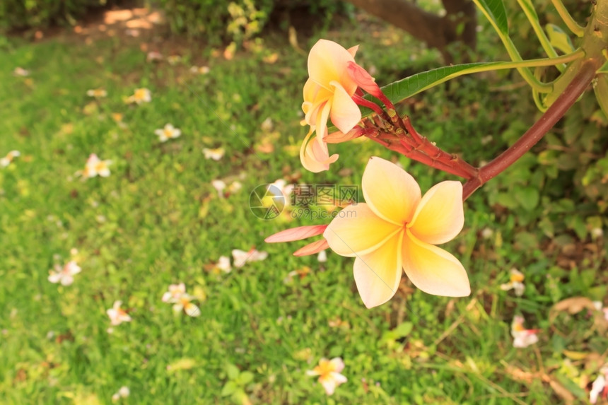 花的黄色弗朗吉帕尼夏威夷人温泉图片