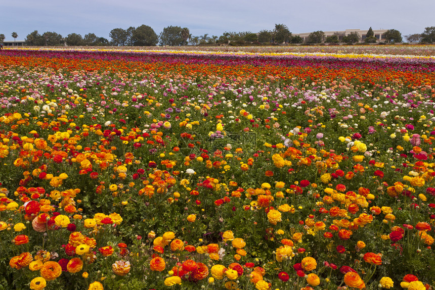 田园诗般的种类美国加利福尼亚州卡尔斯巴德的山坡上长着多彩鲜花天空图片