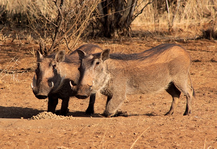 Bushveld地区食用果仁的野猪浏览器跪着栖息地图片