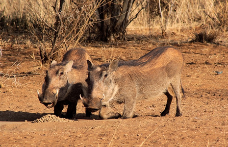 常设Bushveld地区食用果仁的野猪自然喂养图片