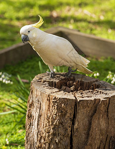 鸟类坐在澳洲原木上的好奇鸡尾鹦鹉鸟绿色坐着图片
