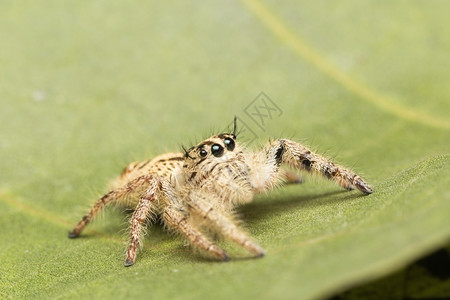 高的宏观小蜘蛛叶子上的小蜘蛛跳线动物图片