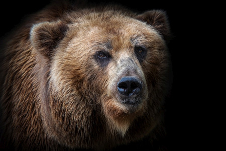 脸男阿拉斯加棕熊前视线在黑色背景上被孤立堪察卡熊乌尔萨斯Arctosberingianus的肖像图片