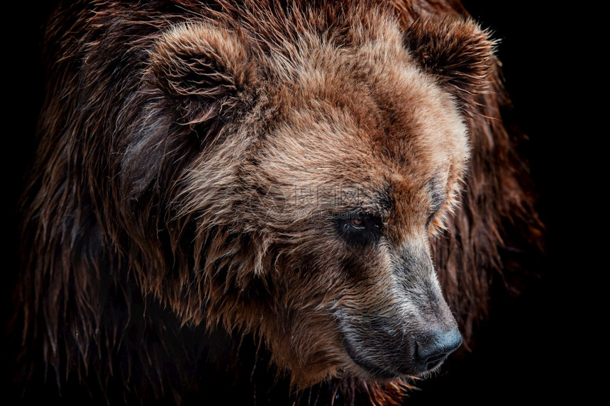 棕熊前视线在黑色背景上被孤立堪察卡熊乌尔萨斯Arctosberingianus的肖像俄罗斯灰熊毛皮图片