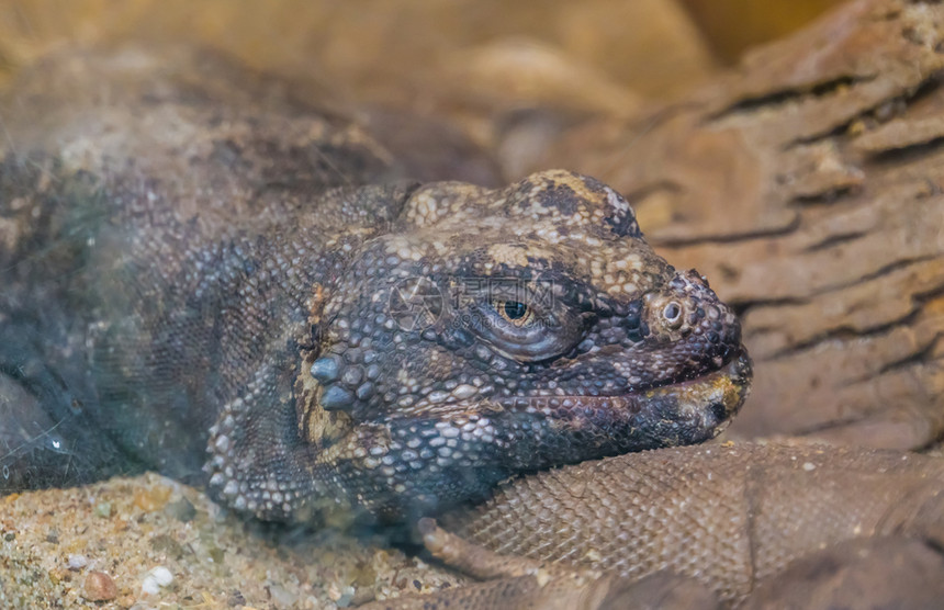 玻璃容器肖像鬣蜥科来自墨西哥的异国蜥蜴和海guanaspecie图片