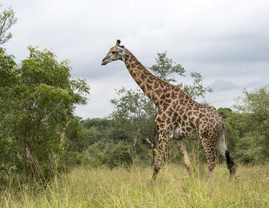 长颈鹿素材野生动物长颈鹿背景