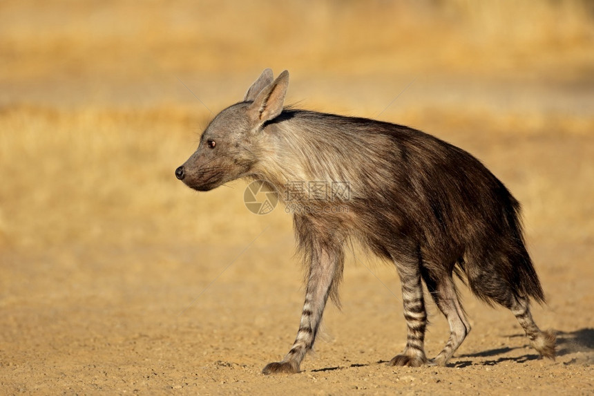 清道夫警报鬃毛南非卡拉哈里沙漠的棕色土狼Hyaenabrunnea图片