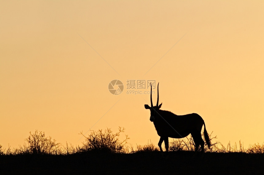 警惕日落GemsbokantelopeOryx瞪羚对南非卡拉哈里沙漠的红天空南部图片