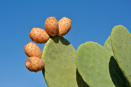 营养干燥面对蓝天的刺梨仙人掌植物和水果干旱背景图片