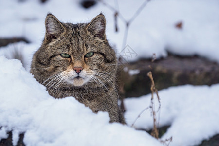 自然濒危欧洲野猫Felissilvestris欧洲的图片