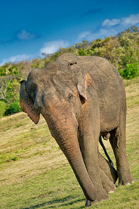 恰图兰卡生态斯里兰卡大象Elephasmaximusmaximus威尔帕图公园斯里兰卡亚洲AlbertoCarrera生态旅游维帕图背景