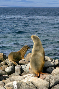 加拉帕戈斯海狮动物群国家的高清图片