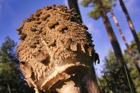 野生松树蘑菇栖息地自然生物学野蘑菇斯考特松林瓜达拉姆公园塞戈维亚卡斯蒂利和里昂背景