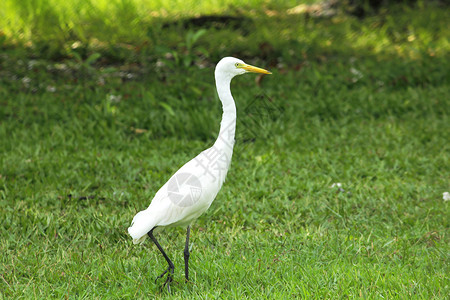 Egret在草坪上行走步白鹭羽毛图片