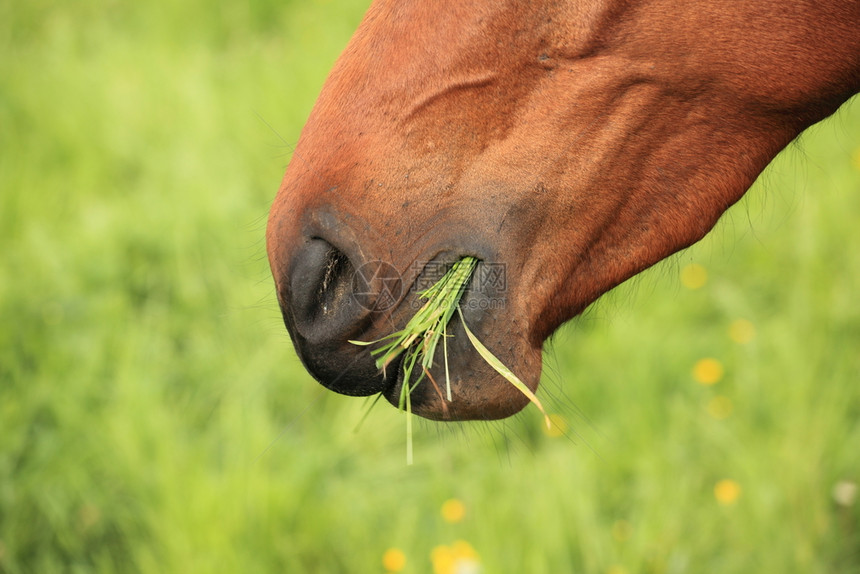 紧的马头吃草牧场景观纯种图片