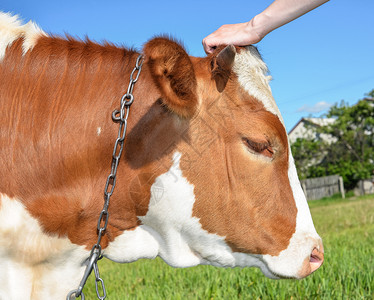 夏天鼻子河牛在农场放牧和人手抓牛头的肖像红白相间的小斑点牛在牧场上放图片